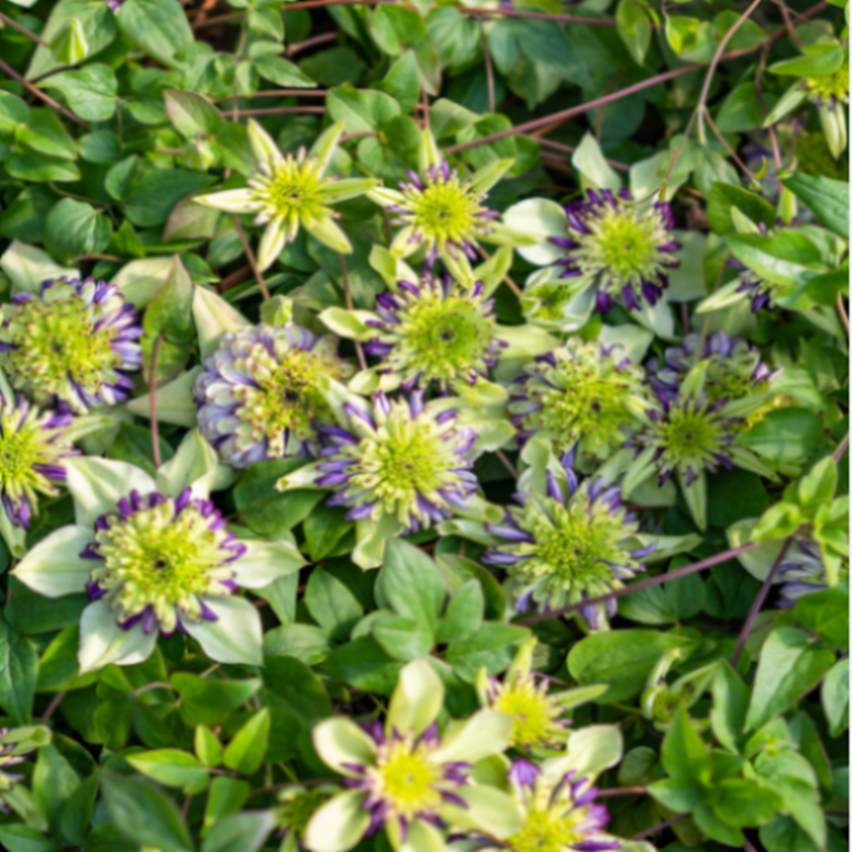 Клематис цветущий Виннетта